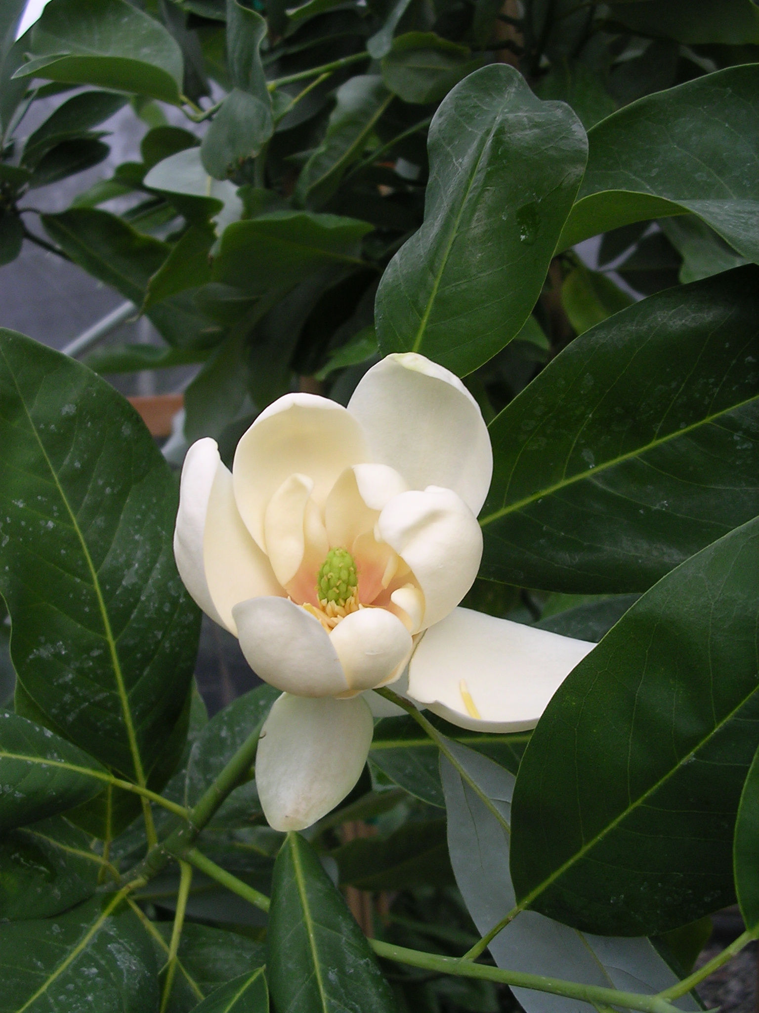 Magnolia virginiana