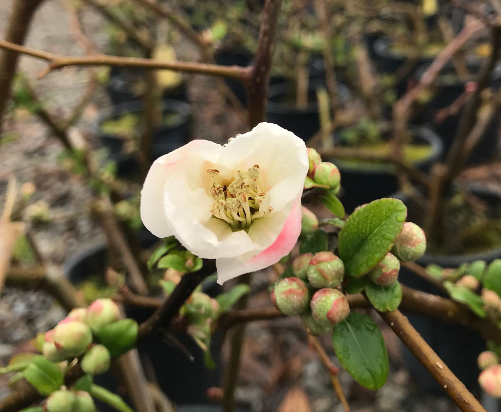 Thumbnail: Chaenomeles speciosa 'Toyo Nishiki'