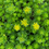 Thumbnail: Sedum acre 'Golden Carpet'