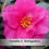 Thumbnail: Camellia sasanqua 'Shishigashira'