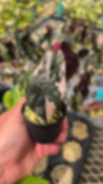 Alocasia chantrieri 'Pink'