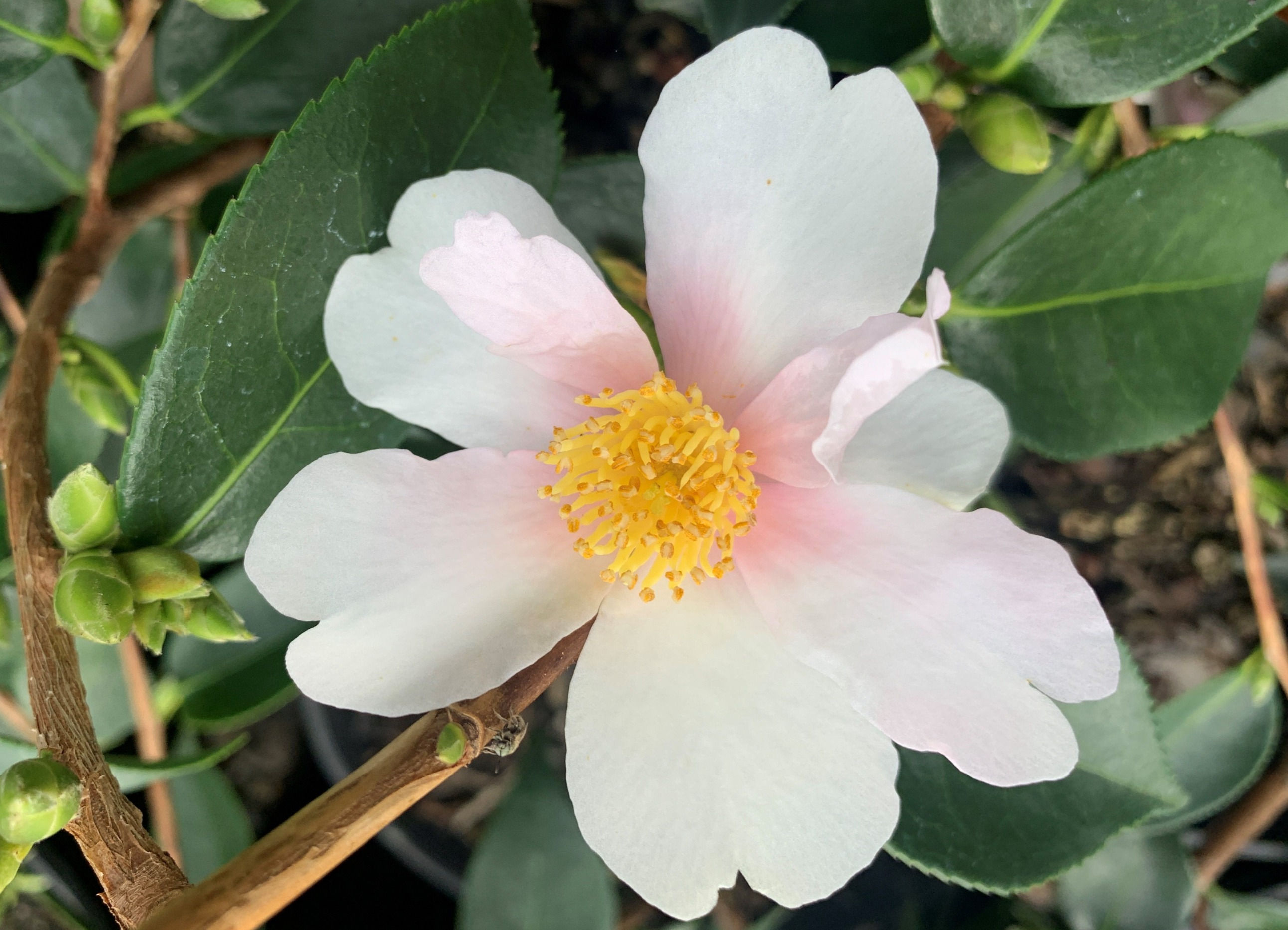 Camellia x 'Yume'
