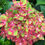 Thumbnail: Hydrangea macrophylla 'Pistachio'