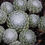 Thumbnail: Sempervivum arachnoideum 'Clairchin'