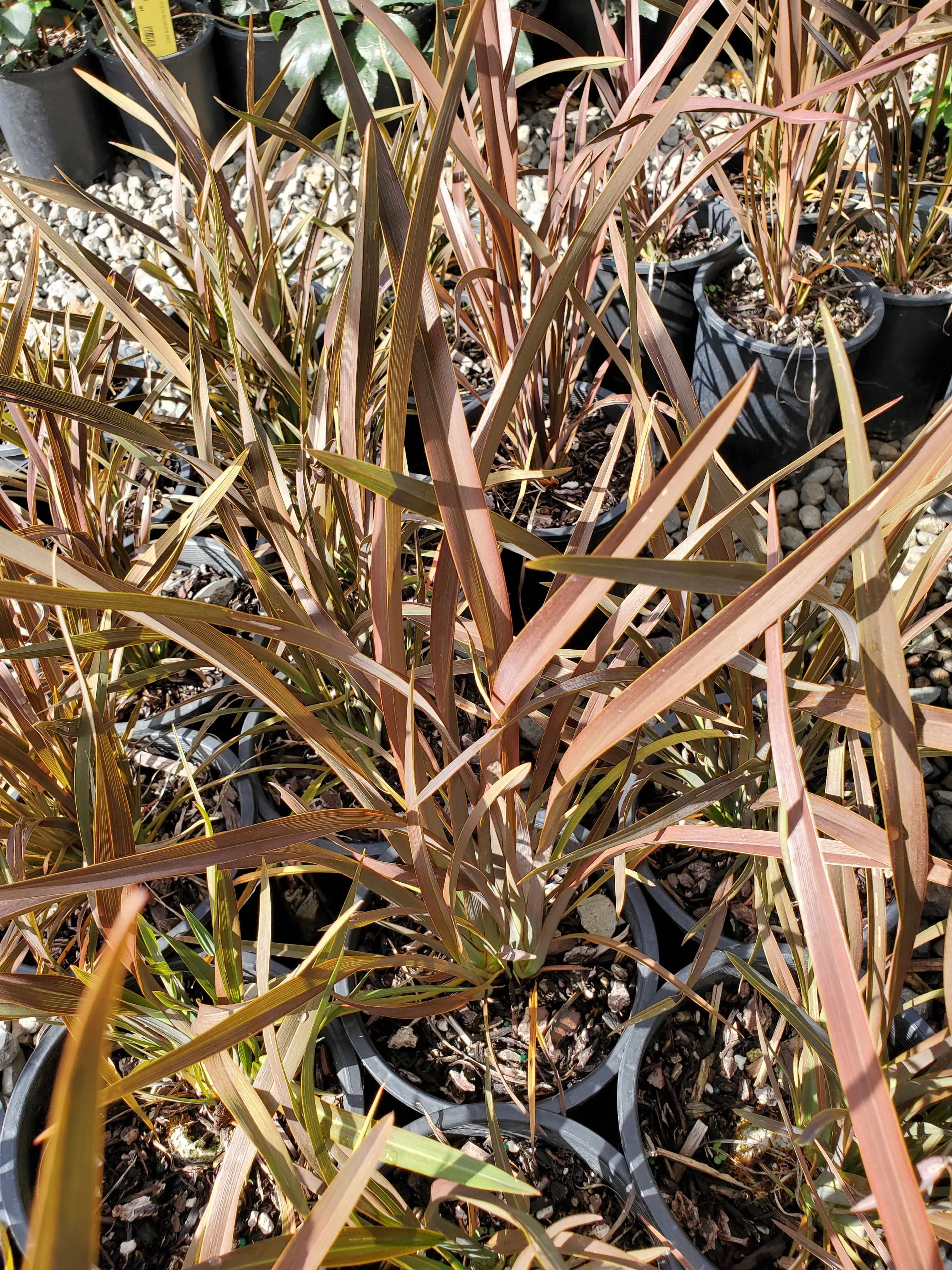 Phormium tenax 'Black Rage'