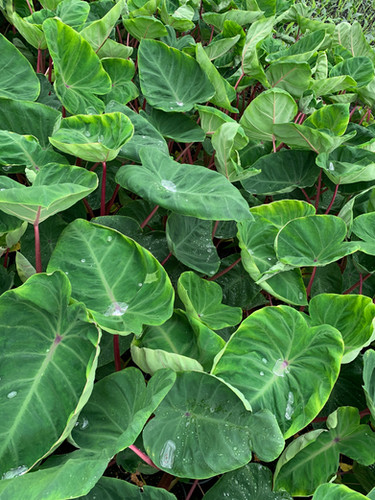 Colocasia &lsquo;Sangria&rsquo; PPAF | youngbloodnursery