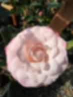 Camelia Nuccios Pearl