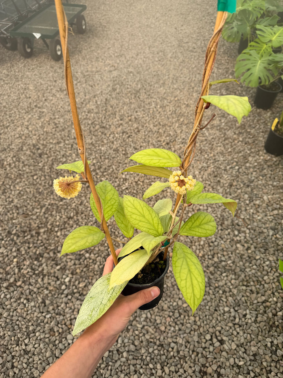 Hoya vitellinoides