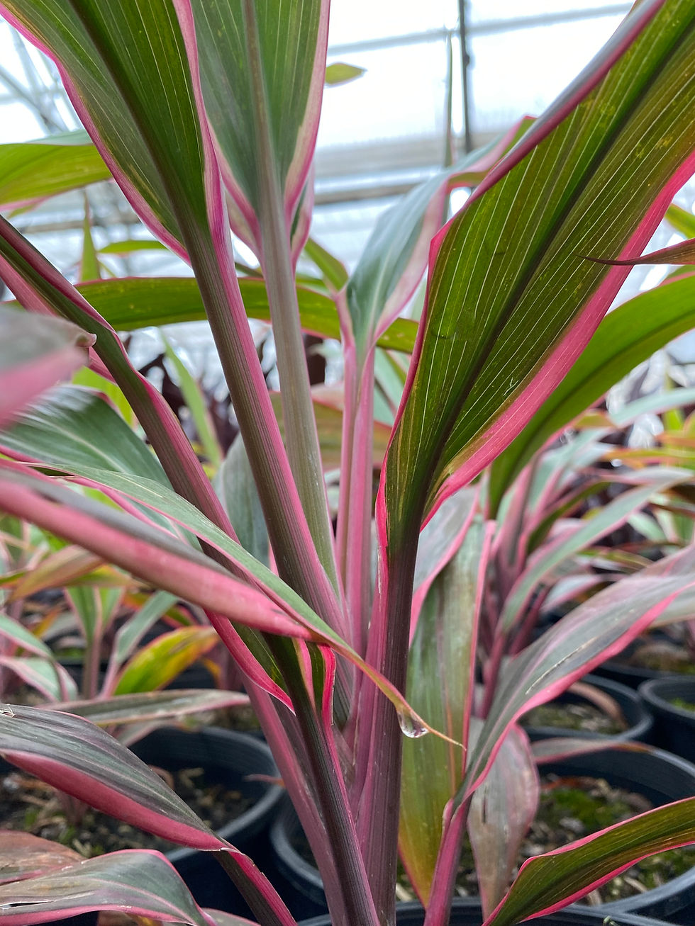Thumbnail: Cordyline fruticosa 'Pink Diamond'