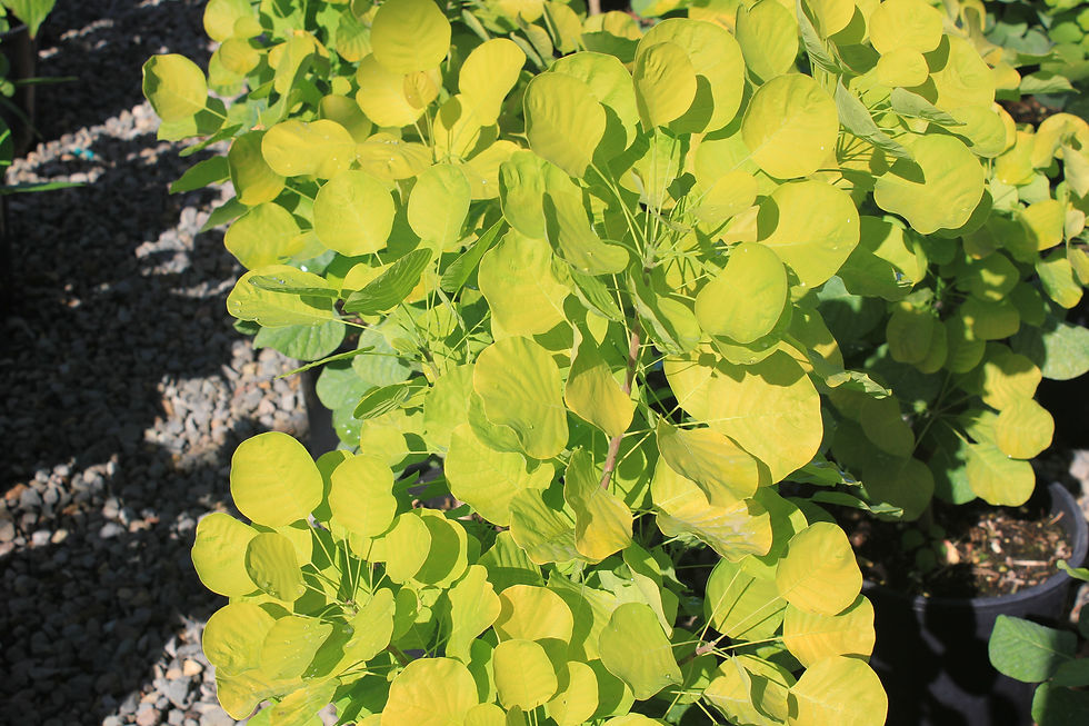 Thumbnail: Cotinus coggygria 'Golden Spirit' PP#13082