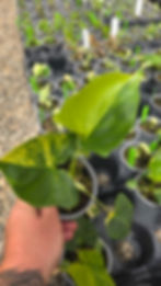 Philodendron 'Angela Aurea'