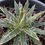 Thumbnail: Agave x Leopoldii