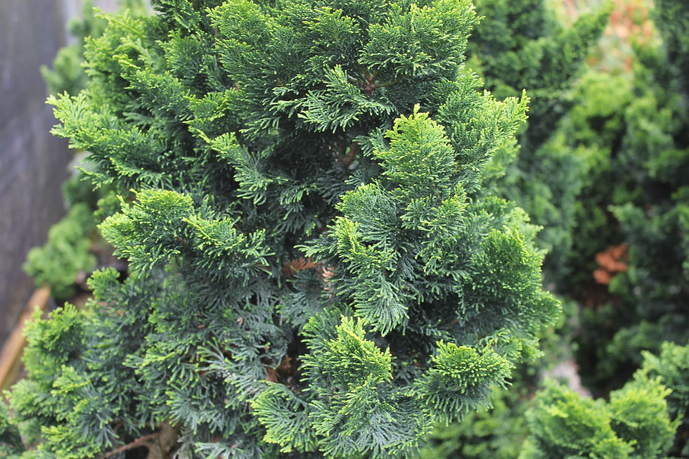 Chamaecyparis obtusa 'Snowkist'