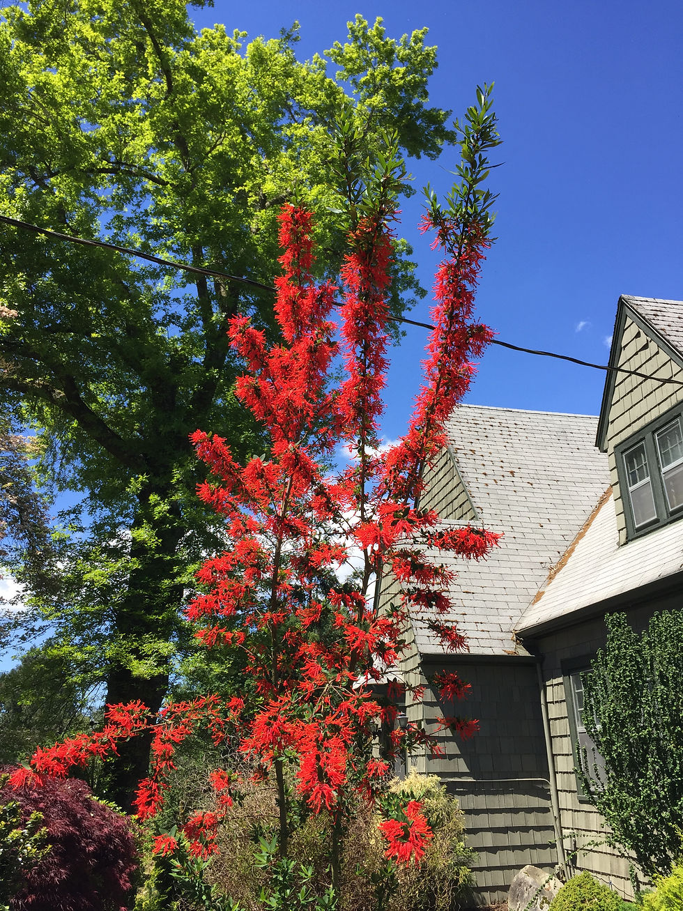 Thumbnail: Embothrium coccineum