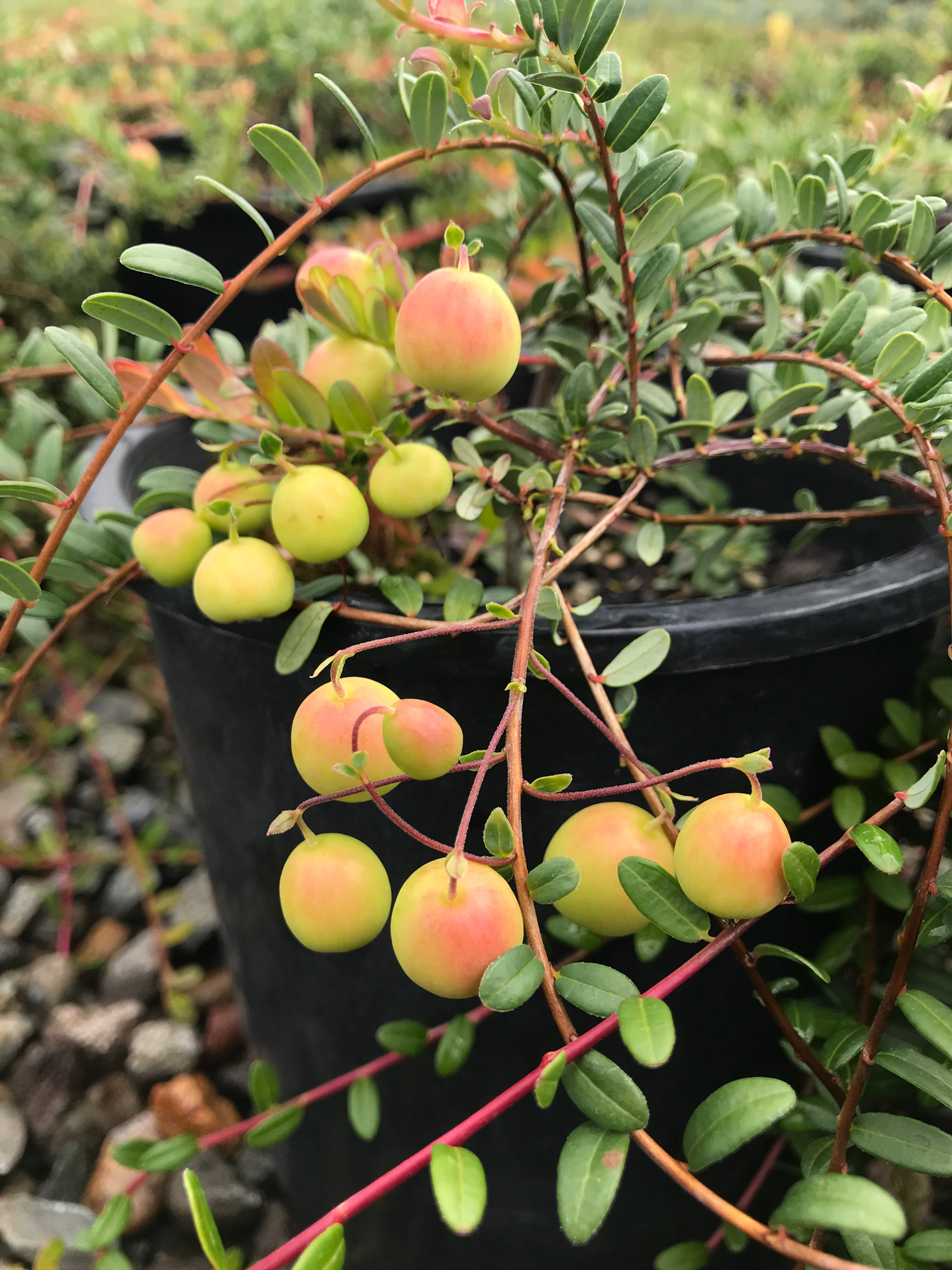 Vaccinium macrocarpon 'Stevens'