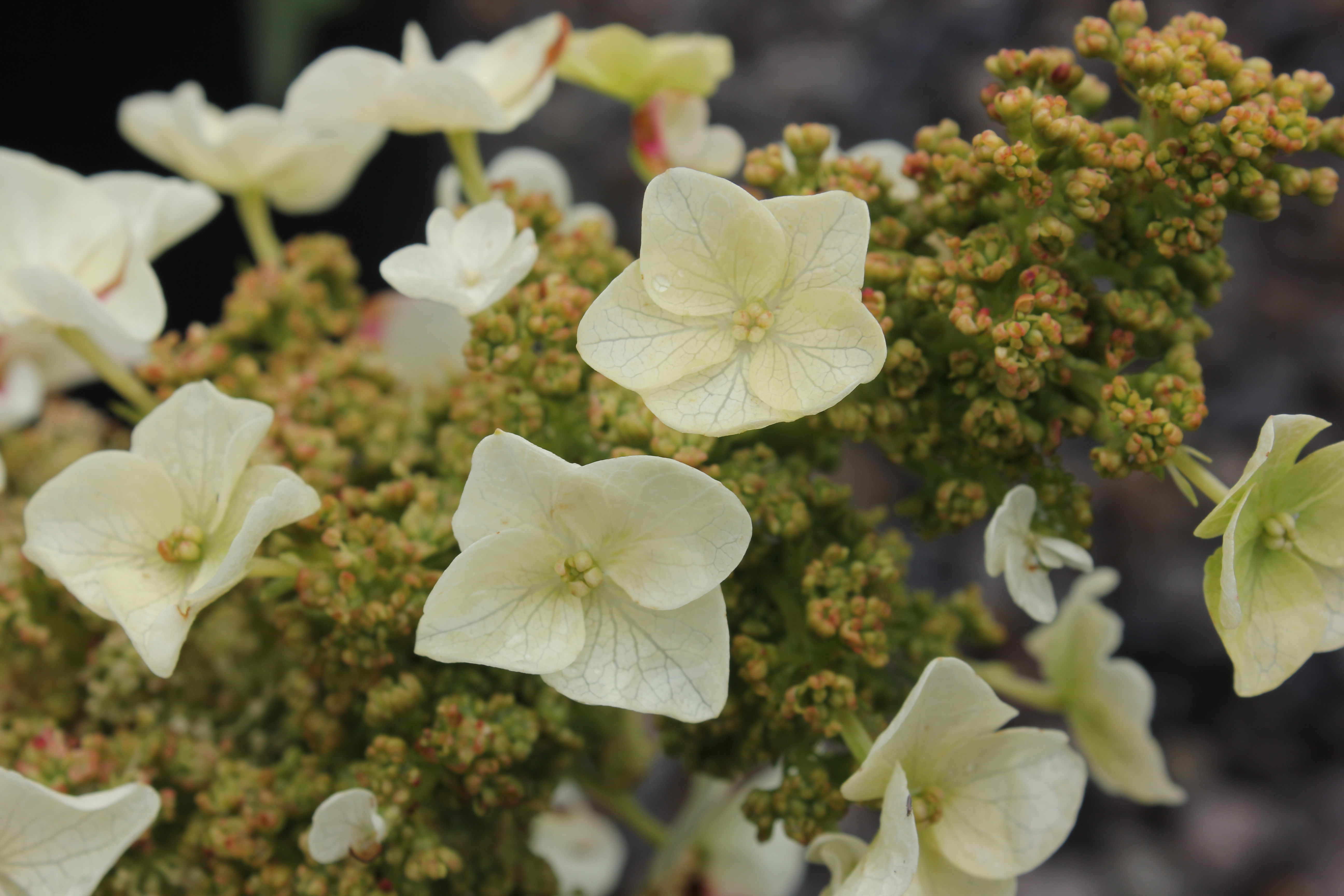 Hydrangea quercifolia 'Munchkin'