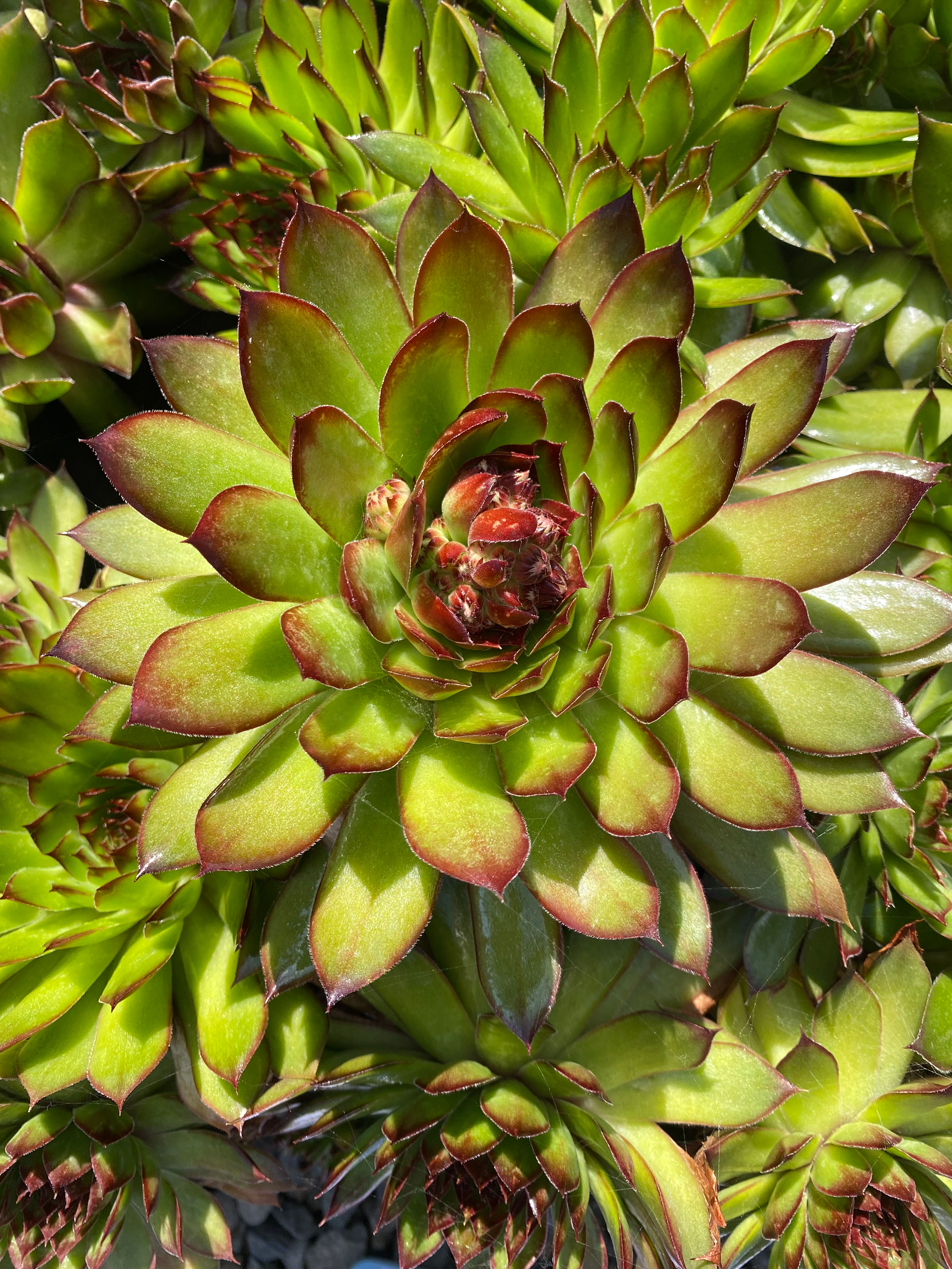 Sempervivum 'Tip Top'