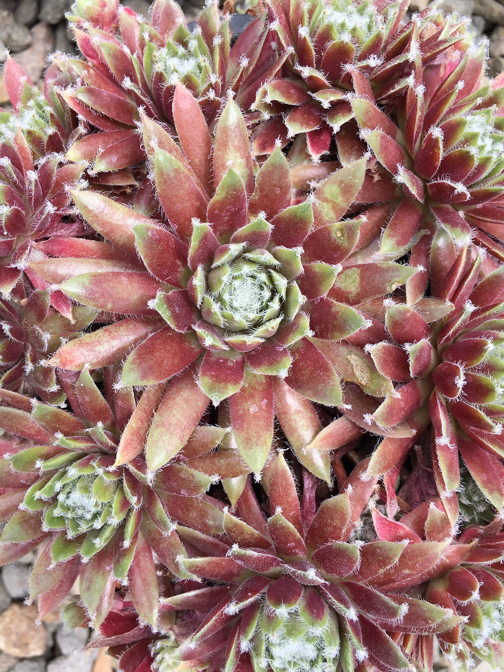 Thumbnail: Sempervivum 'Jade Rose'