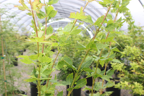 Acer Palmatum Winter S Flame Youngbloodnursery
