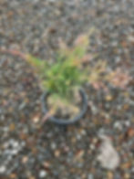 Juniperus horizontalis 'Lime Glow'