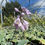 Thumbnail: Hosta 'First Frost'