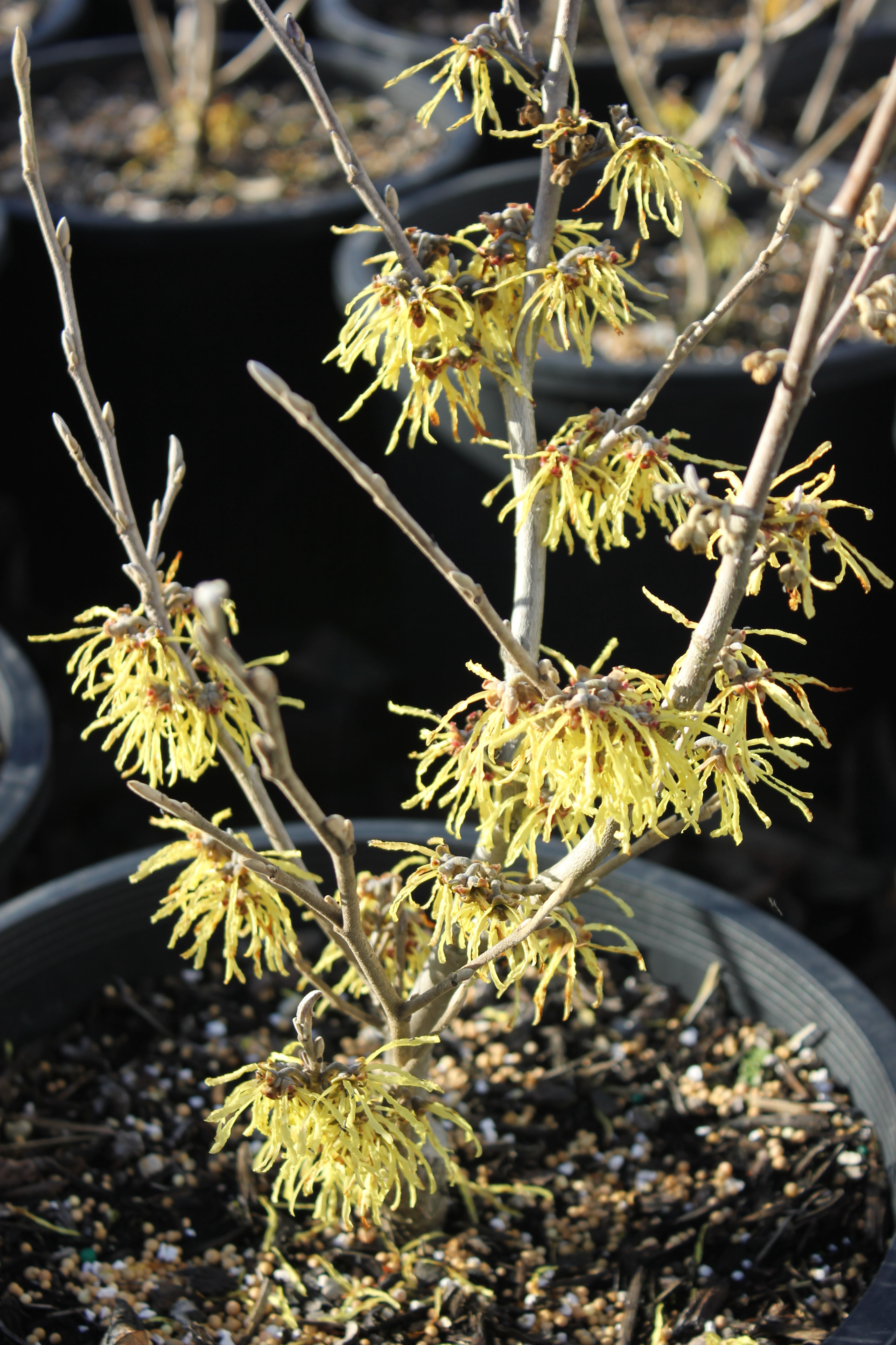 Hamamelis x intermedia 'Arnold Promise'