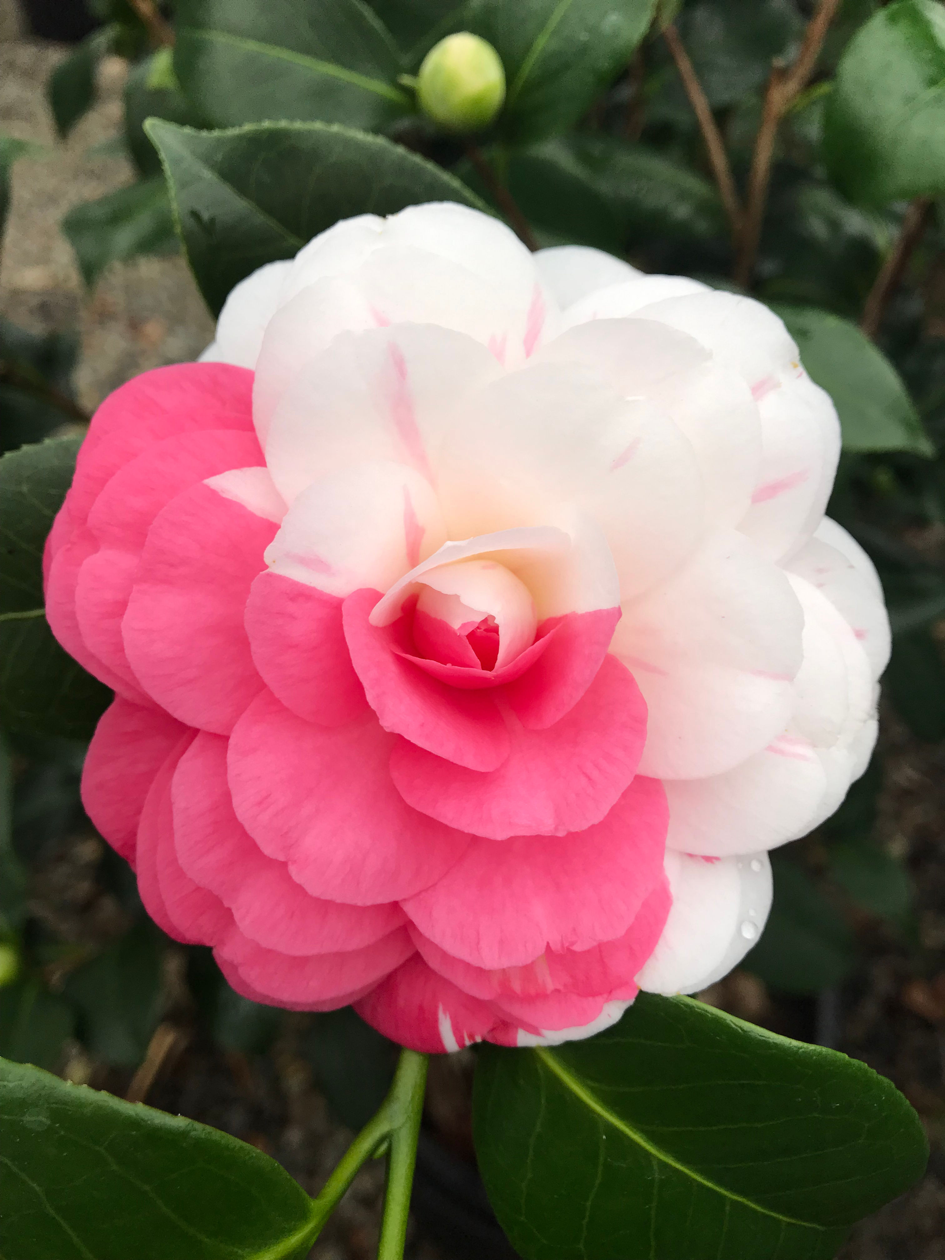 Camellia x 'April Dawn'