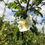 Thumbnail: Rosa sericea var. pteracantha