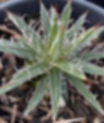 Thumbnail: Agave x Leopoldii