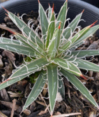 Agave x Leopoldii