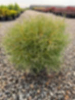 Thuja ‘Mr. Bowling Ball’