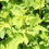 Thumbnail: Physocarpus opulifolius 'Dart's Gold'