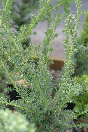 Taxus baccata 'Amersfoort' | youngbloodnursery