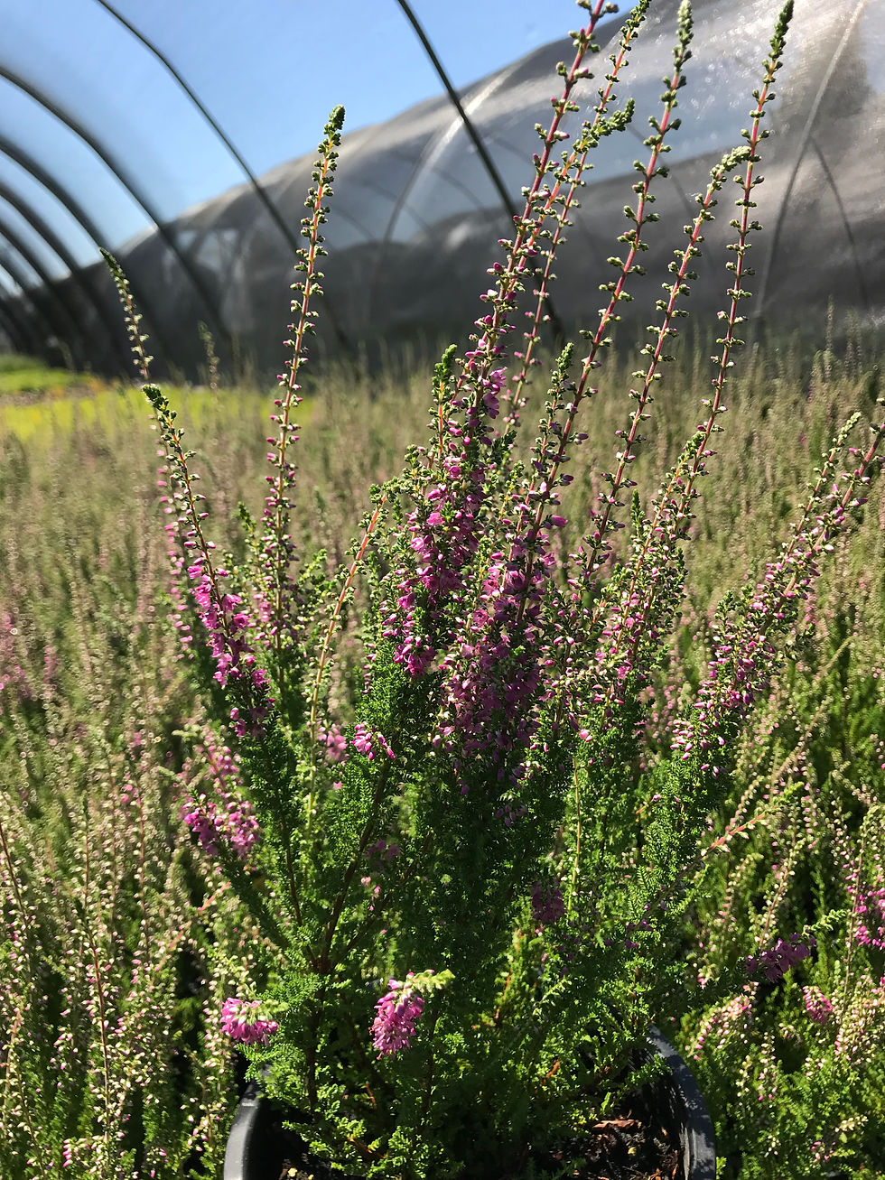 Thumbnail: Calluna vulgaris 'Dark Beauty'