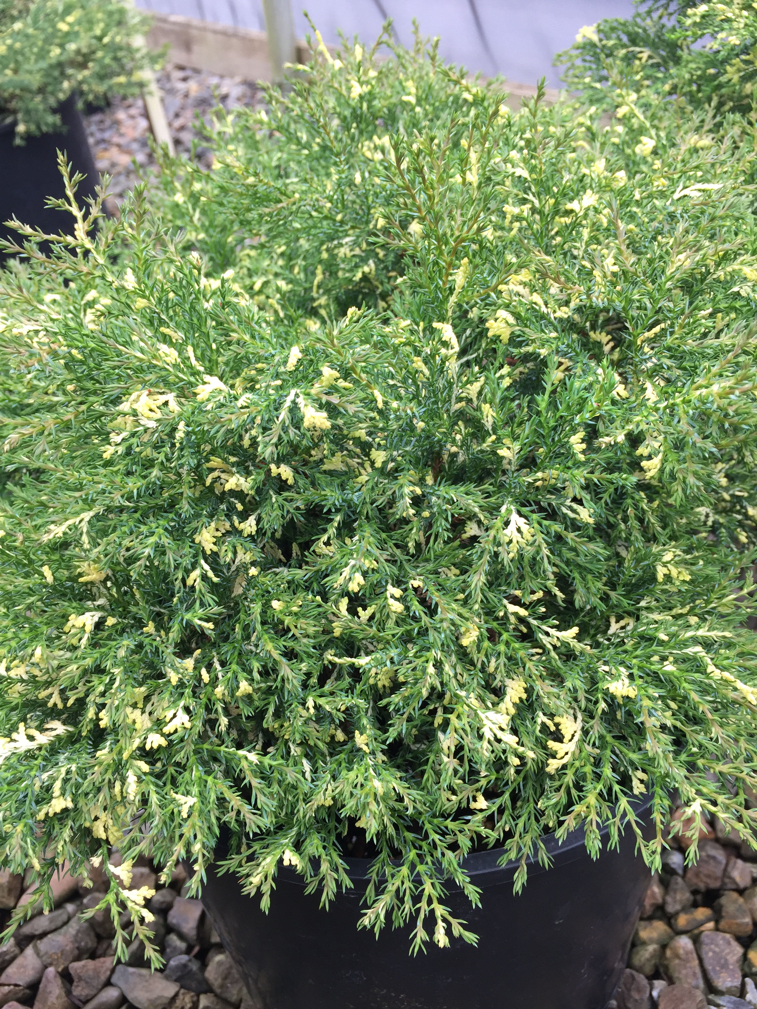 Chamaecyparis obtusa 'Blizzard'