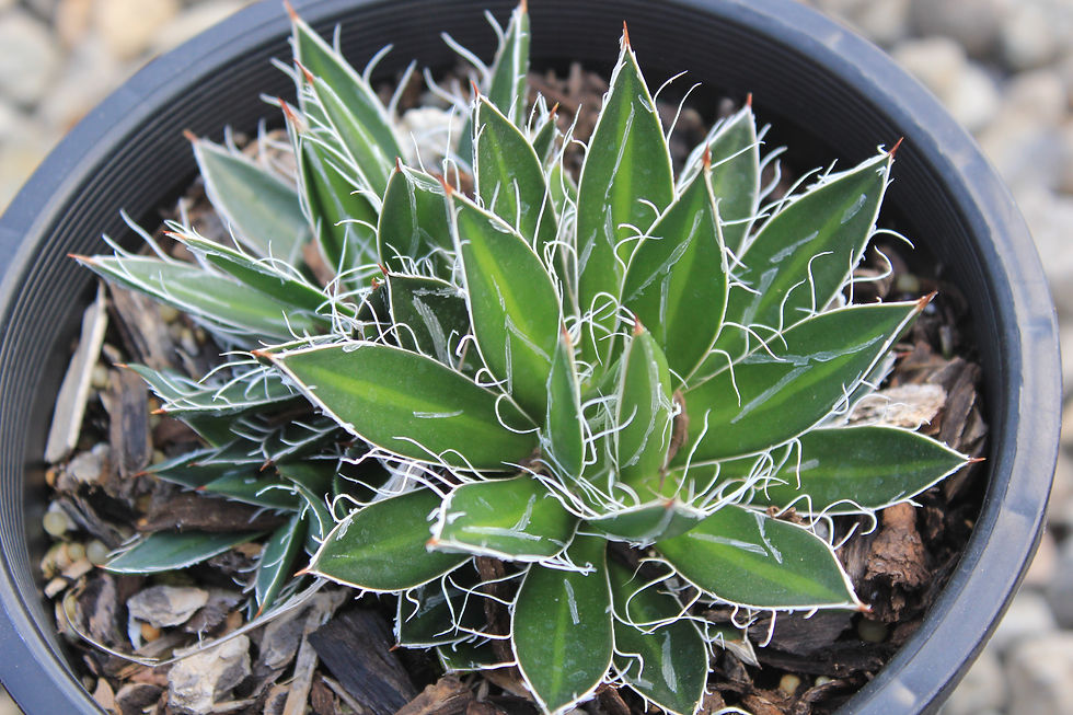 Agave schidigera 'Black Widow'