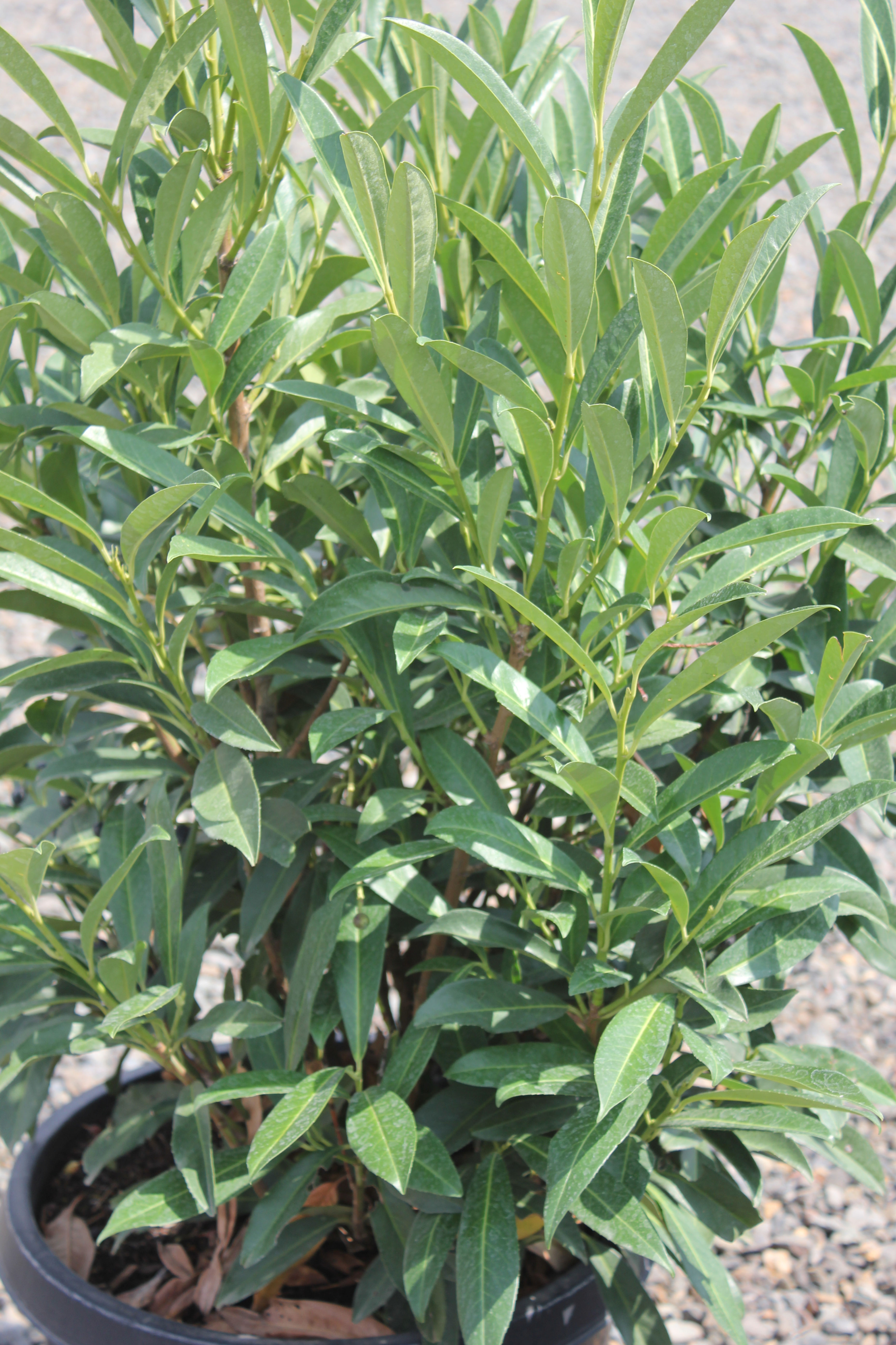 Prunus laurocerasus 'Schipkaensis'