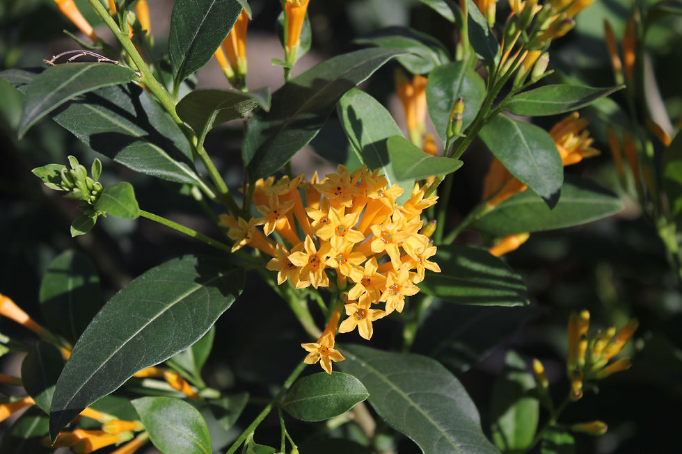 Thumbnail: Cestrum 'Orange Peel'