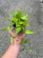 Epipremnum Pinnatum 'Skeleton Key'