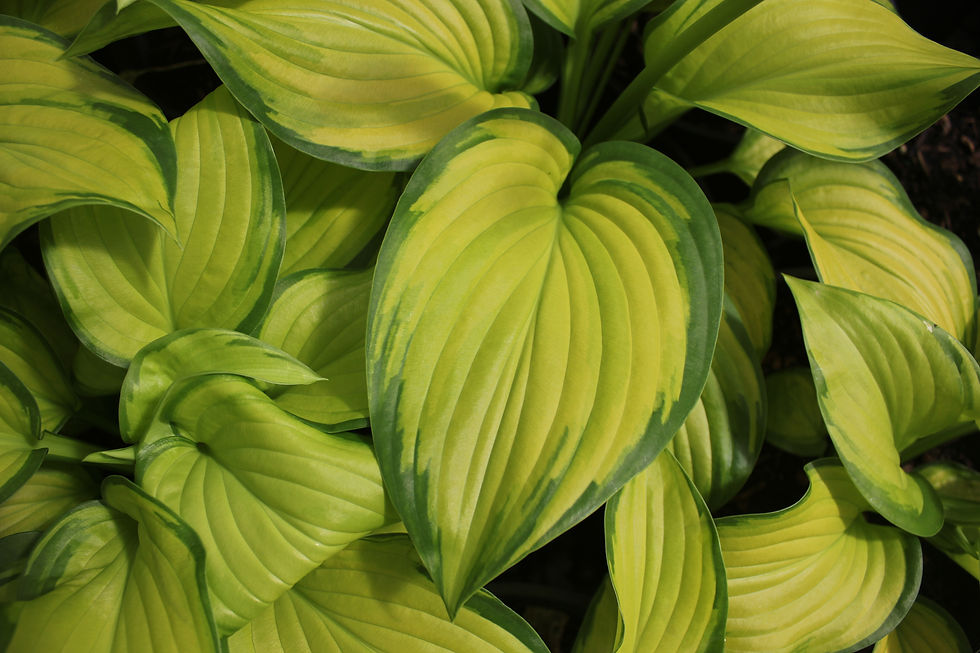 Hosta 'Stained Glass'