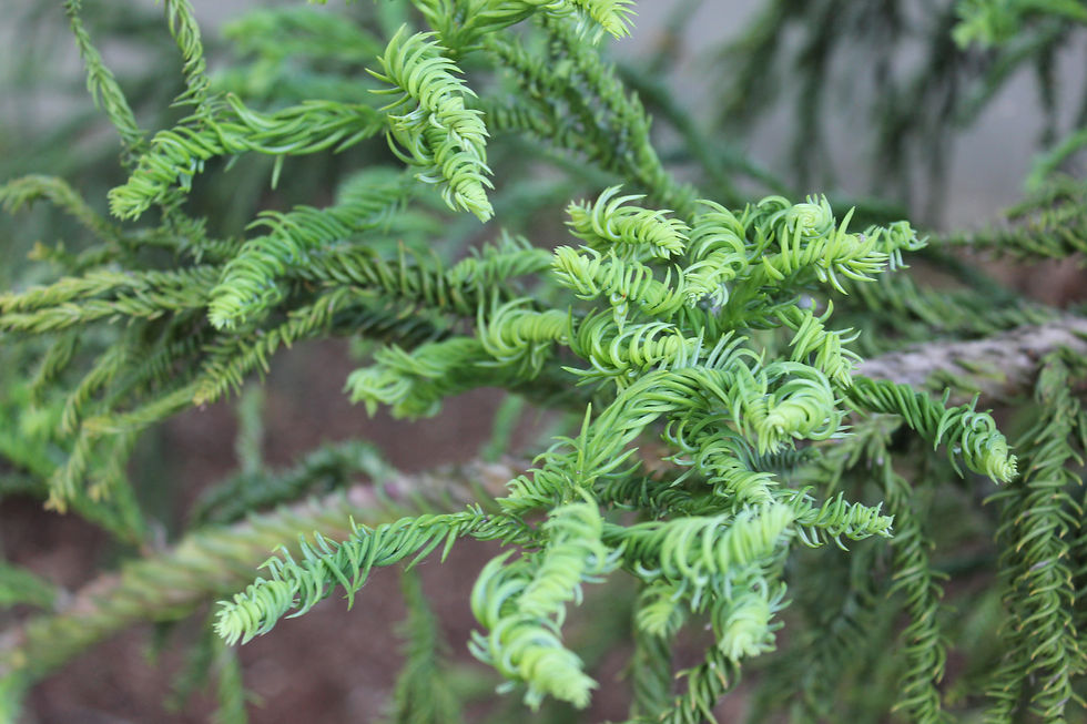 Cryptomeria japonica 'Rasen'