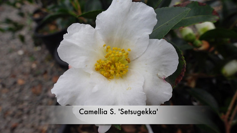 Thumbnail: Camellia sasanqua 'Setsugekka'