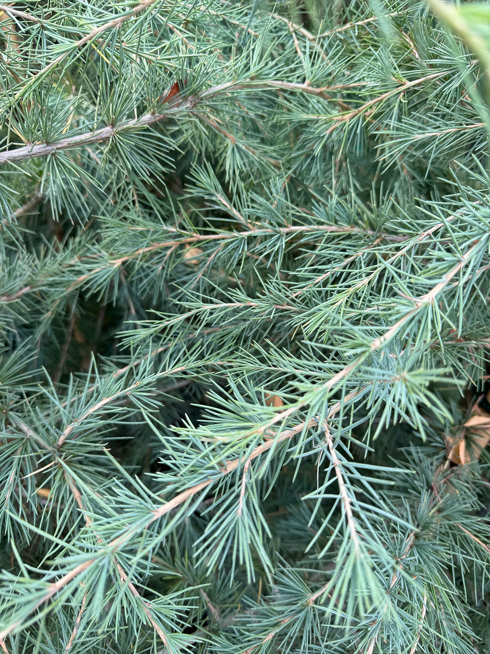Cedrus Libani 'Blue Angel'