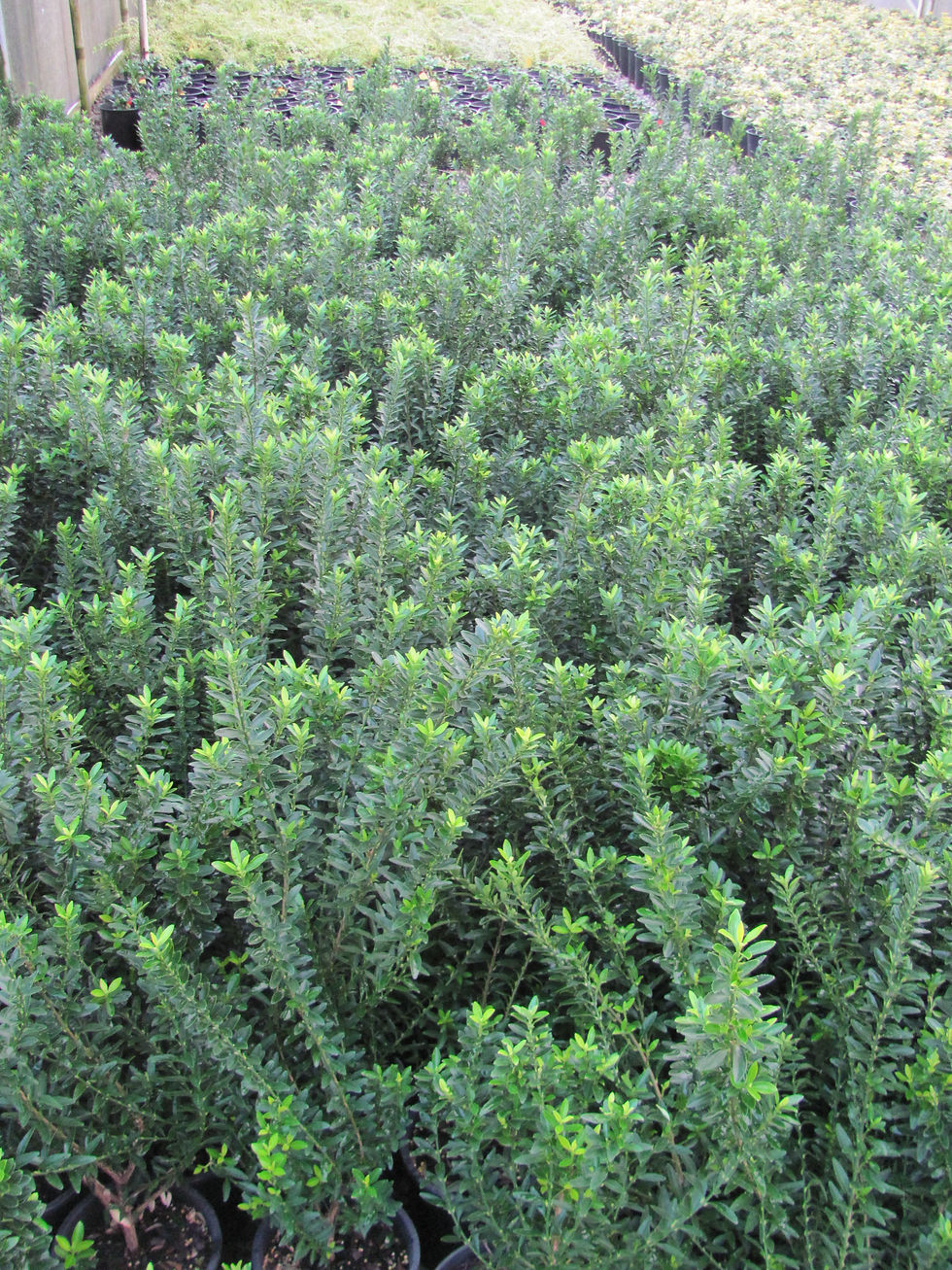 Euonymus japonica 'Microphyllus'