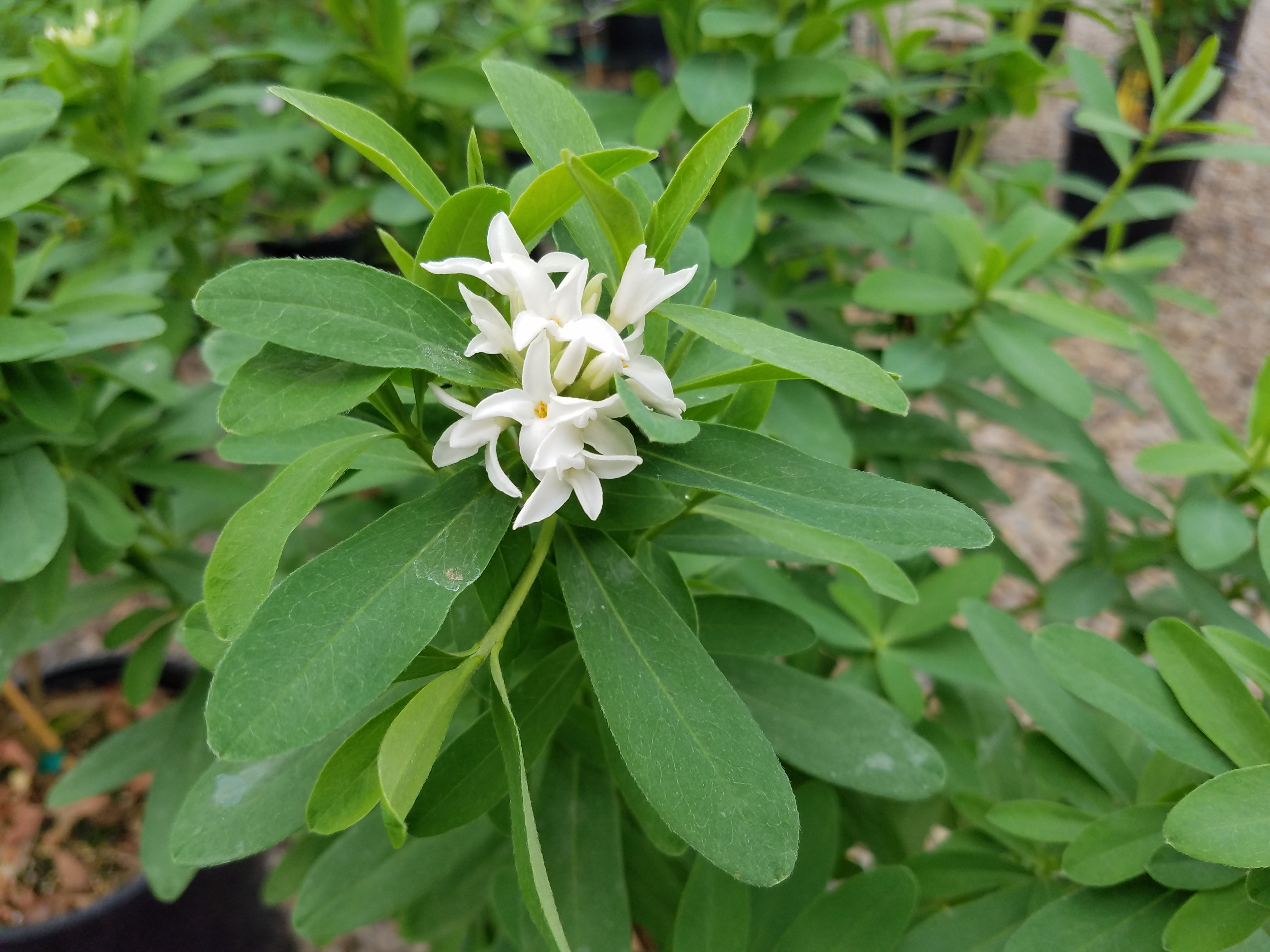 Daphne transatlantica 'Jim's Pride'
