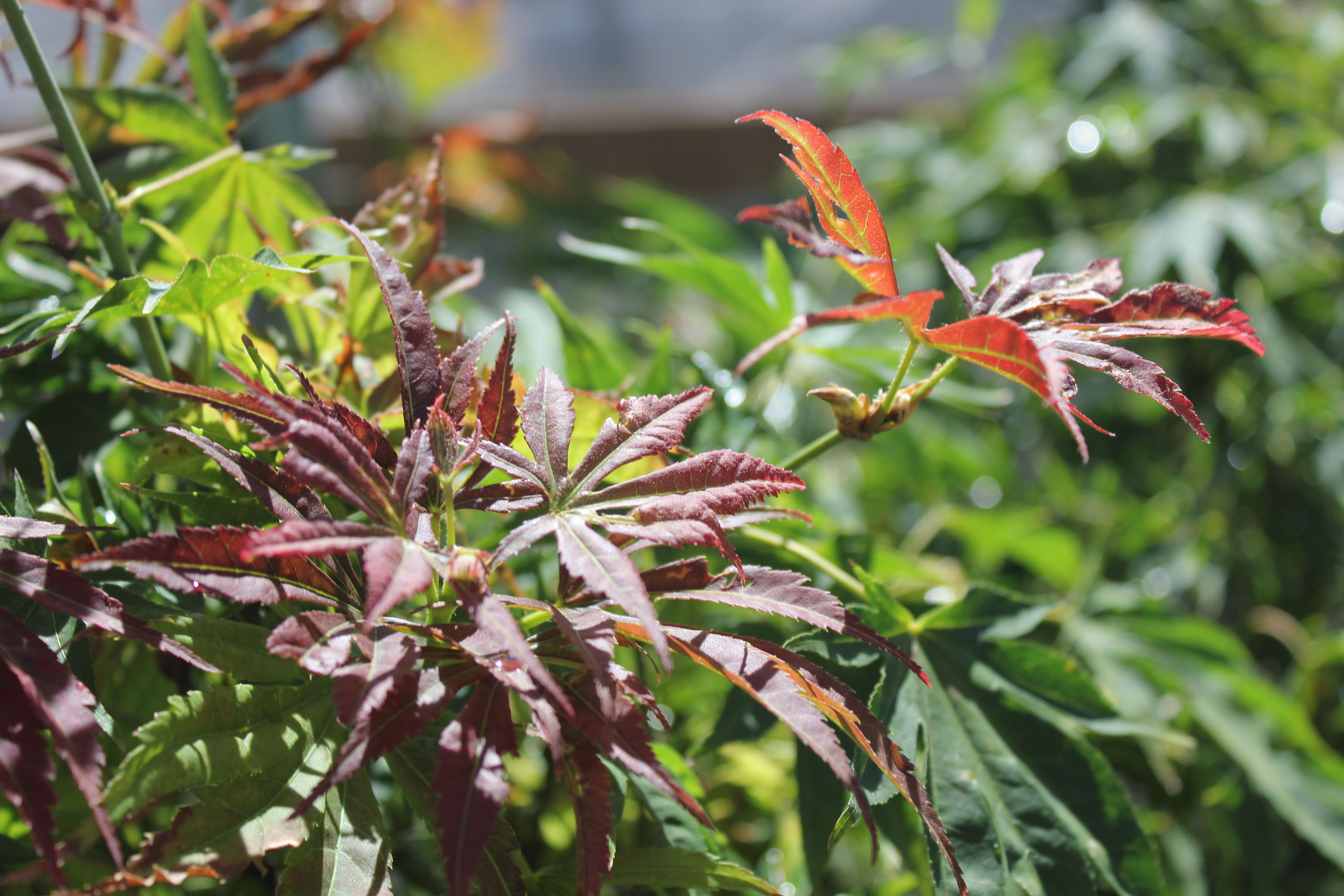 Acer palmatum 'Aoba Jo'