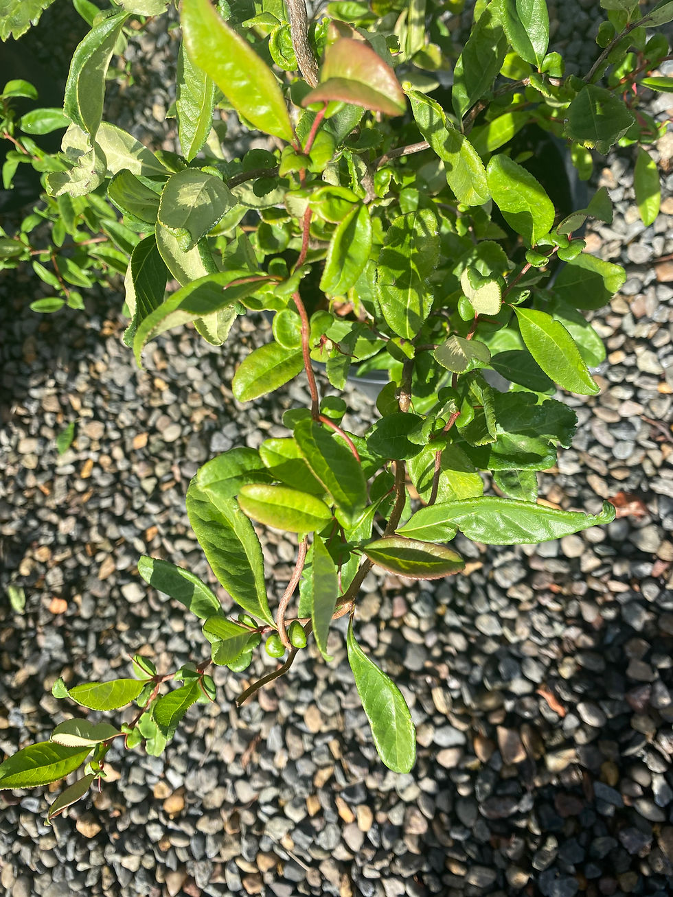 Thumbnail: Chaenomeles speciosa 'Contorta'