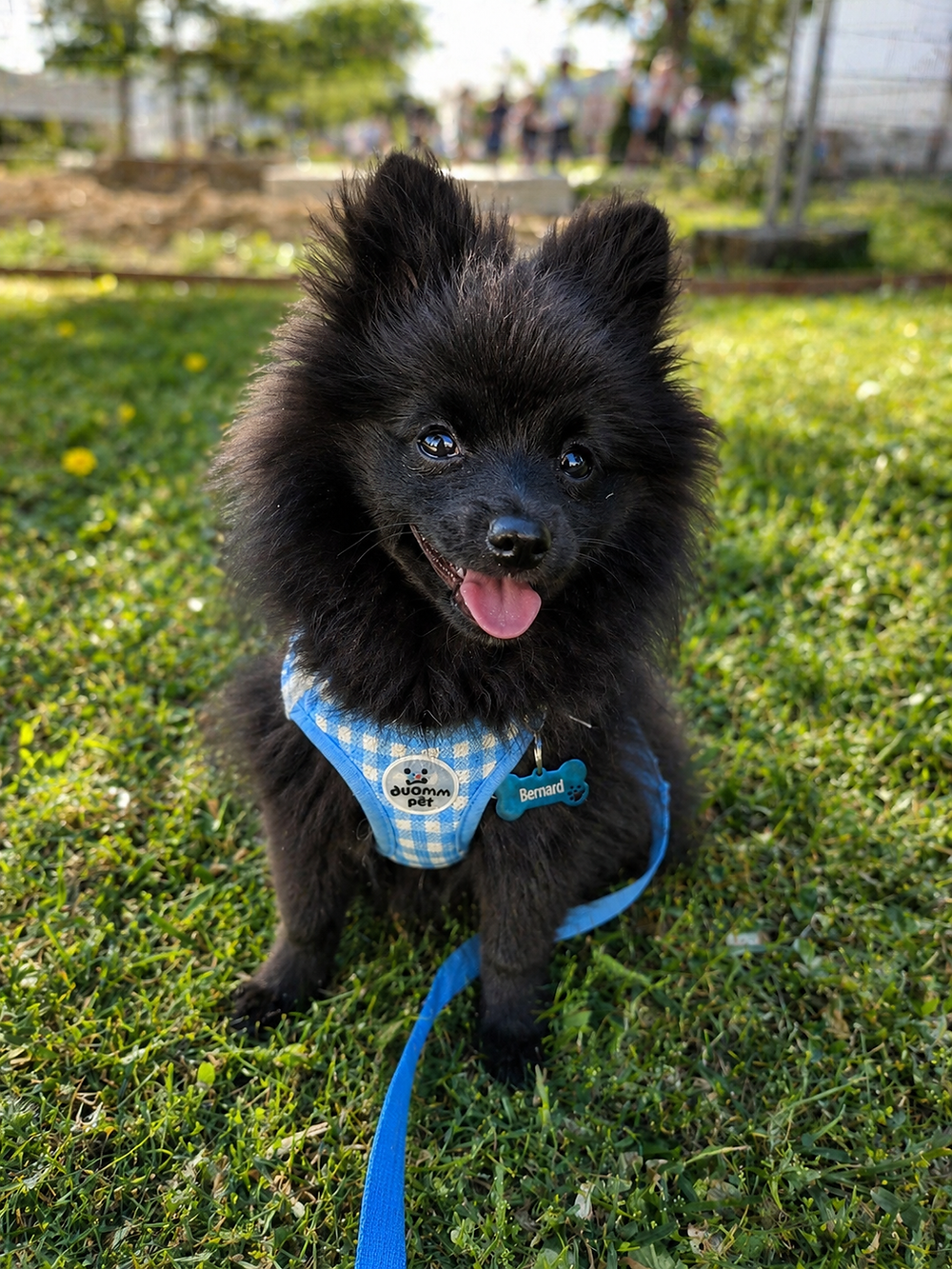 Chien noir joyeux, harnais bleu, garderie canine