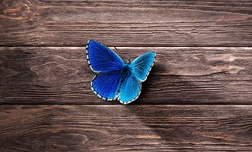 butterfly_surface_wooden.jpg