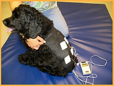 dog getting TENS rehab treatment